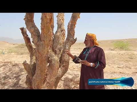 شرح طريقة أستخراج اللبان من (شجرة اللبان) بمحافظة ظفار -للشيخ مبخوت مسن الكثيري