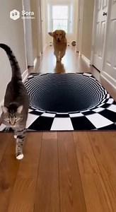 Hilarious hallway prank: A hyper-realistic black-and-white 'bottomless abyss' illusion rug is laid on the wooden floor. From the left, a chill tabby cat struts over without a blink, stepping right on and crossing like it's no big deal. From the right, an excited Golden Retriever charges in wagging its tail—then slams on the brakes at the 'abyss,' ears back, backs up three steps, barks wildly with a total 'what the heck' face, and refuses to step on it! The cat reaches the end, turns back with a 