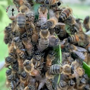 2K views · 56 reactions |  An angry swarm is a rarity at...