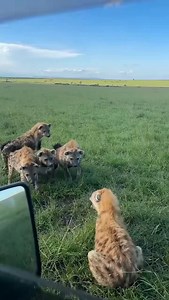 Hyenas are smart and strong animals 🐾. Known for their famous “laugh,” they live in groups, hunt skillfully, and also clean up the wild, keeping nature in balance. 🌍🦴 #Hyena #Wildlife #SafariLife #TanzaniaSafari #AfricanWildlife #NatureLovers #WildlifePhotography #BigFive #SafariAdventure #WildlifeConservation #ExploreTanzania #IntoTheWild #SafariVibes #NaturePhotography #AfricanSafari #UntamedAfrica #WildlifeExperience #SafariJourney #NatureAtItsBest #TravelAfrica #WildernessCulture #Discove