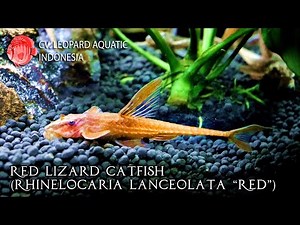 Red Lizard Catfish. Rhinelocaria lanceolata “Red” (Leopard Aquatic B006A)