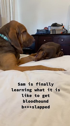 Samwell's Hilarious Encounter with a Bloodhound