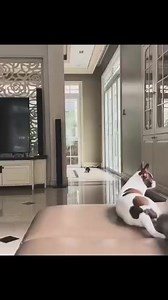 75K views · 1.4K reactions | #Chihuahua #chihuahualove #chihuahualife #chihuahuafantastics #chihuahualover #chihuahuaworld #chihuahuamix #chihuahualovers #chihuahuapuppy #chihuahuagram #chihuahuas #chihuahuaoftheday #chihuahua_feature #chihuahuadog #chihuahuaaddict #chihuahua_of_instagram #chihuahuanation #chihuahualove_feature #chihuahuaofinstagram #chihuahuasofinstagram #chihuahua_lovs #chihuahuaklub | Chihuahua Puppy | Facebook