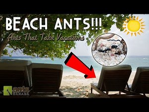 Beach Ants