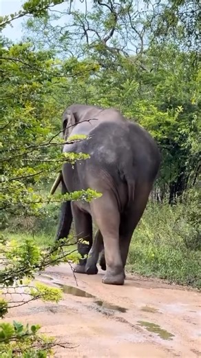 103K views · 108 reactions | Oh my god. The only two-trunk elephant in existence. | Cellule de communication de la commune d'Amizour | Facebook