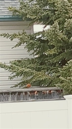 spring officially has arrived in Red Deer Alberta Canada.