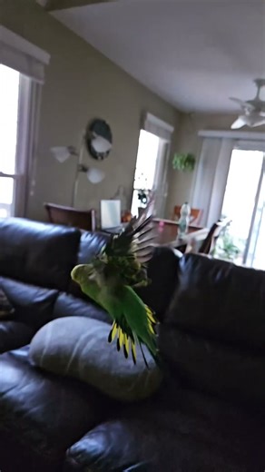 beautiful budgie flying slowmotion video.