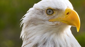 230K views · 121 shares | Alaska Animal Rescue is going live from the Alaska Raptor Center today at 4 pm ET! | National Geographic Animals | Facebook