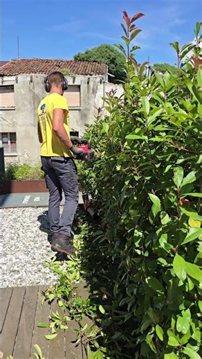 Hedge Trimming w/Milwaukee shears