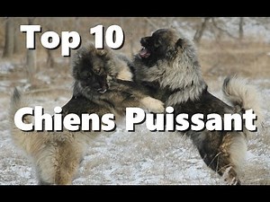 Top 10 des chiens les plus puissant | dangereux du monde - IronVlog Berger Allemand Gris