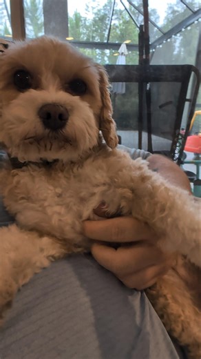 Queen Luna’s Royal Request: Why You Should Follow the Prettiest Parti Cavapoo!