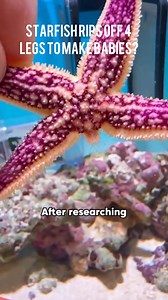 66K views · 359 reactions | Starfish rips off 4 legs to make babies #fblifestylelife #fblifestyletyle #viralreelschallenge2025viralreelschallengejaiviralreelschallengeviralreelschallenge #postviralシ #shortsreels #highlightseveryonefollowers2025 #fbyシvideo #shortsviral #novelas #wildlifeconservation | FreedMenagerie | Facebook