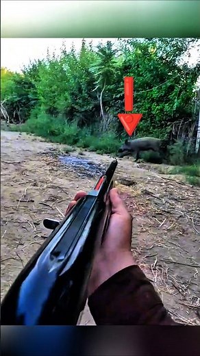 Wild Boar Hunting Adventure | Real Outdoor Action #hunting #challenge #wildlife