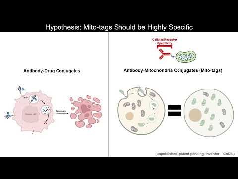 Bioengineering Mitochondria for Targeted Mitochondrial Transplantation