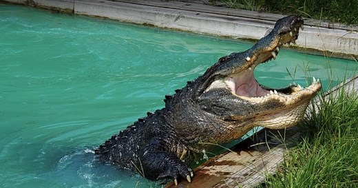 Orange Hill Gator Farm - Chipley, Florida,