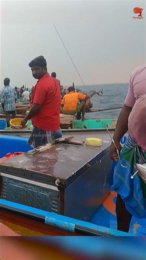 Catching Barracuda Using Indian Scad as Bait! #fishing #fishingvideo #fishingtime