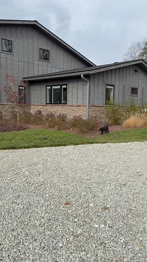 6.9K views · 196 reactions | Little Miss Yellow is living her best life In Pennsylvania with her new four legged brothers and sisters. What a lucky girl! Her name is now Poppy! So happy for you sweet little one ❤️ We miss you but are so happy your have an amazing family to love you! | Buckeye Valley Labradors | Facebook