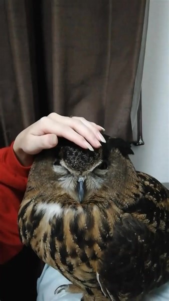Smart owl relaxing evening #owl #owls #birds #owlsofinstagram #nature #bird #owllover #art #wildlife #owlstagram #owllovers #birdsofinstagram #owllove #owlobsession #naturephotography #wildlifephotography #owlart #birdphotography #animals #photography #owltattoo #barnowl #handmade #birdsofprey #owlphotography #owleyes #eule #best #owlsome #love | Smart Skills