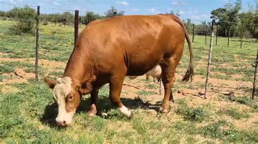 Understanding the Simmental Breed of Cattle