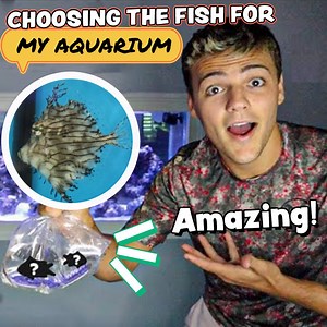 11K views · 583 reactions | Picking Out Unique Fish For My Saltwater Fish Tank  | Paul Cuffaro | Facebook