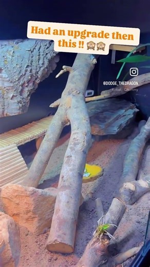 WORLDS CLEVEREST DRAGON #reptiles #dragon #beardeddragon #beardeddragonlizard #lizard #dino #reptile