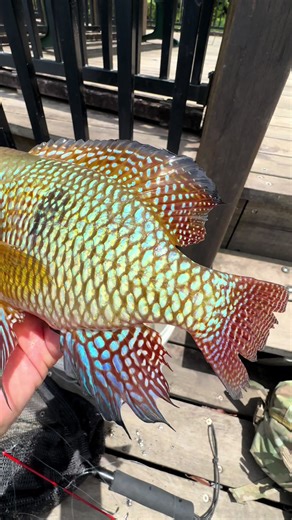 Understanding the Pearl Cichlid and Its Habitat