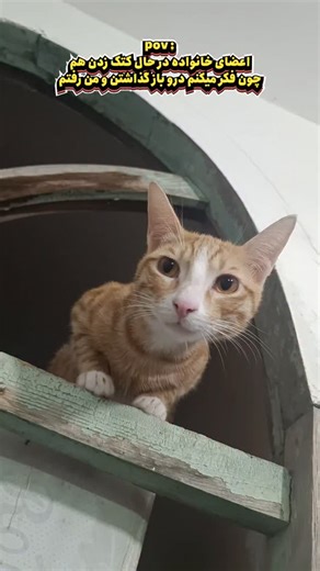 minipaws1 | ‎ولی من خواب بودم 🤦🏻‍♀️😁 . . #حمایت_از_حیوانات #پیشی #وایرال #ولاگ_روزانه #اکسپلور‎ | Instagram