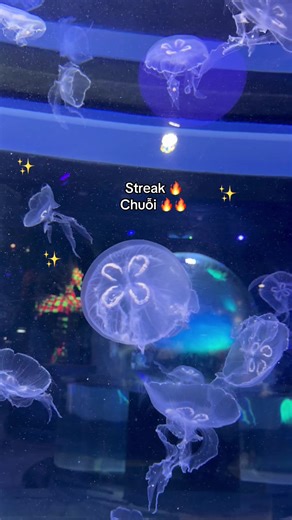 Khám Phá Chuỗi Đi Xuyên Thế Giới Tại VinWonders Phú Quốc