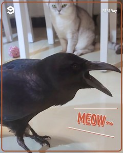 Crow Crow learns to meow meow. | 9GAG Cute