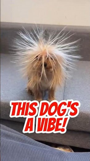 Goofy Dogs Doing the Funniest Things Ever! 😂🐾