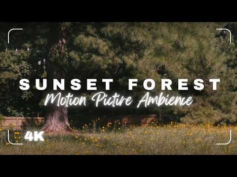Sunset Forest | 1 Hour Real-Time Ambience | No Music | 4K | 1998 Film Look