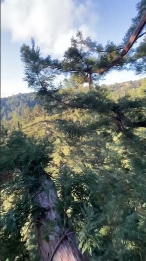 Feeling like I’m 300 feet high today as we open #RedwoodMusical on Broadway tonight!