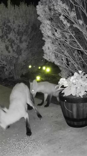 #asmrvideo #foxes #eatingnoises #asmrcommunity
