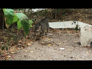 Psycho cat attacks a kitten