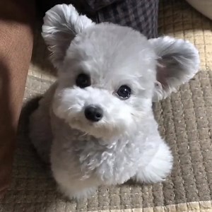 1.3M views · 39K reactions | How to wash a silver teddy  | VT | Facebook