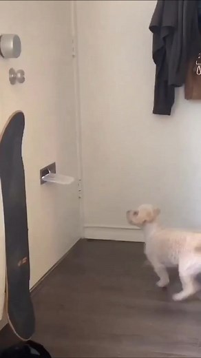 Mailman Encounter: Dog's Aggressive Reaction Explained