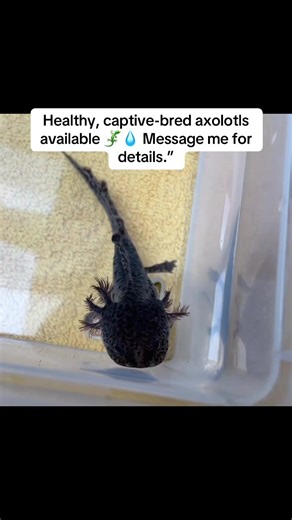 Healthy, captive-bred axolotls available 🦎💧 Message me for details.”