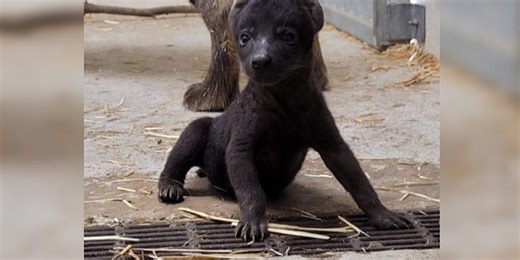 Hattiesburg Zoo celebrates rare hyena cub birth
