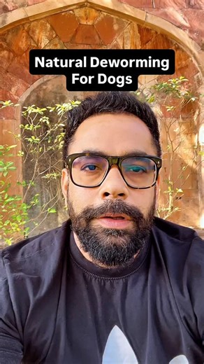 GSB Dog Lover on Instagram: "Deworming your dog naturally is possible — if done correctly. Most dogs suffer from hidden parasites that damage gut health, immunity, coat quality, and energy levels. Instead of blindly using chemicals frequently, certain natural foods can help reduce parasite load and support gut healing safely. In this video, I have explained safe and effective natural options like pumpkin seeds, coconut, carrots, and other proven methods that support your dog’s digestive health.