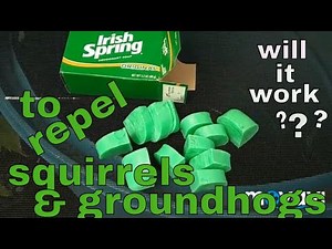 7/27/2018: making Irish Spring soap rodent repellent vectors