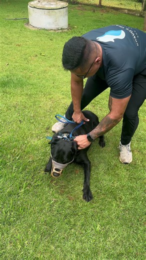 Sabe corrigir um cão? #adestramento #labrador