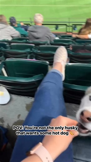 295K views · 4.3K reactions | Caught in a hot dog love triangle  #BarkAtThePark #HotDogHeist #HuskyDrama #mariners #BarkAtThePark #husky #siberianhusky #camphusky #Washington #instahusky #huskies #apache #baseball #mlbb #mlbbhighlightsn | Camp Husky | Facebook