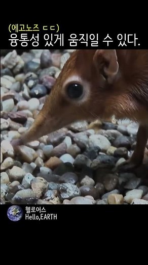 포유류 - 31 코끼리 땃쥐 (Elephant shrew)