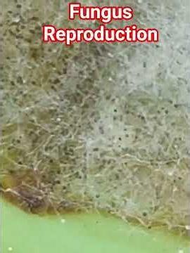 how do fungus reproduces
