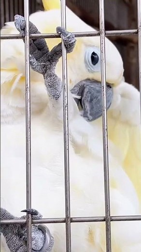 コバタン 間近で羽繕い(夢見ヶ崎動物公園) #cockatoo