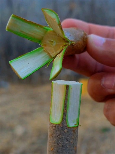 Tree grafting tree vaccination 🌱💉 Saving trees. Growing stronger. Farming smarter. #TreeGrafting #TreeVaccination #PlantTok #farmlife #GrowYourOwn