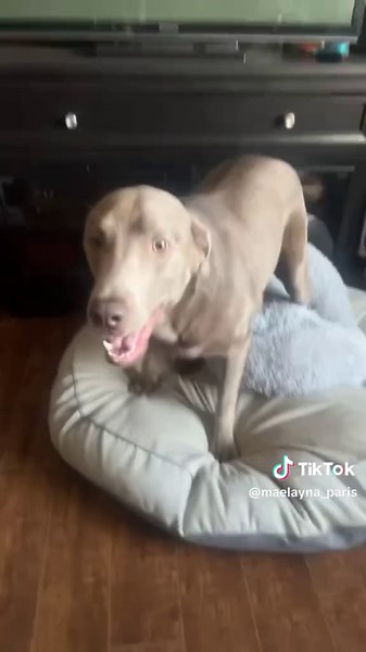 Growing Up: My Adorable Labrador Journey