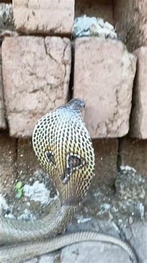 Amazing Movement of a Cobra Snake | Nature in Action #naturelovers #snakevideo #animals