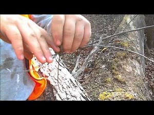 How to set a snare on a log