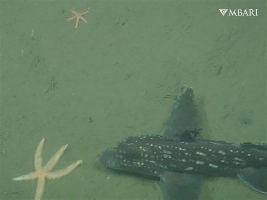 Meet the spotted ratfish, Hydrolagus colliei. This species is part of a group of fishes known as chimaeras. Their skeletons are composed of cartilage, not bone, a characteristic that groups them with sharks and rays. But unlike sharks, with their conveyor belt rows of teeth, chimaeras have non-replaceable tooth plates composed of dense minerals and an upper jaw that is fused to their skulls. They are thought to be the missing link between cartilaginous fishes (sharks) and bony fishes because the